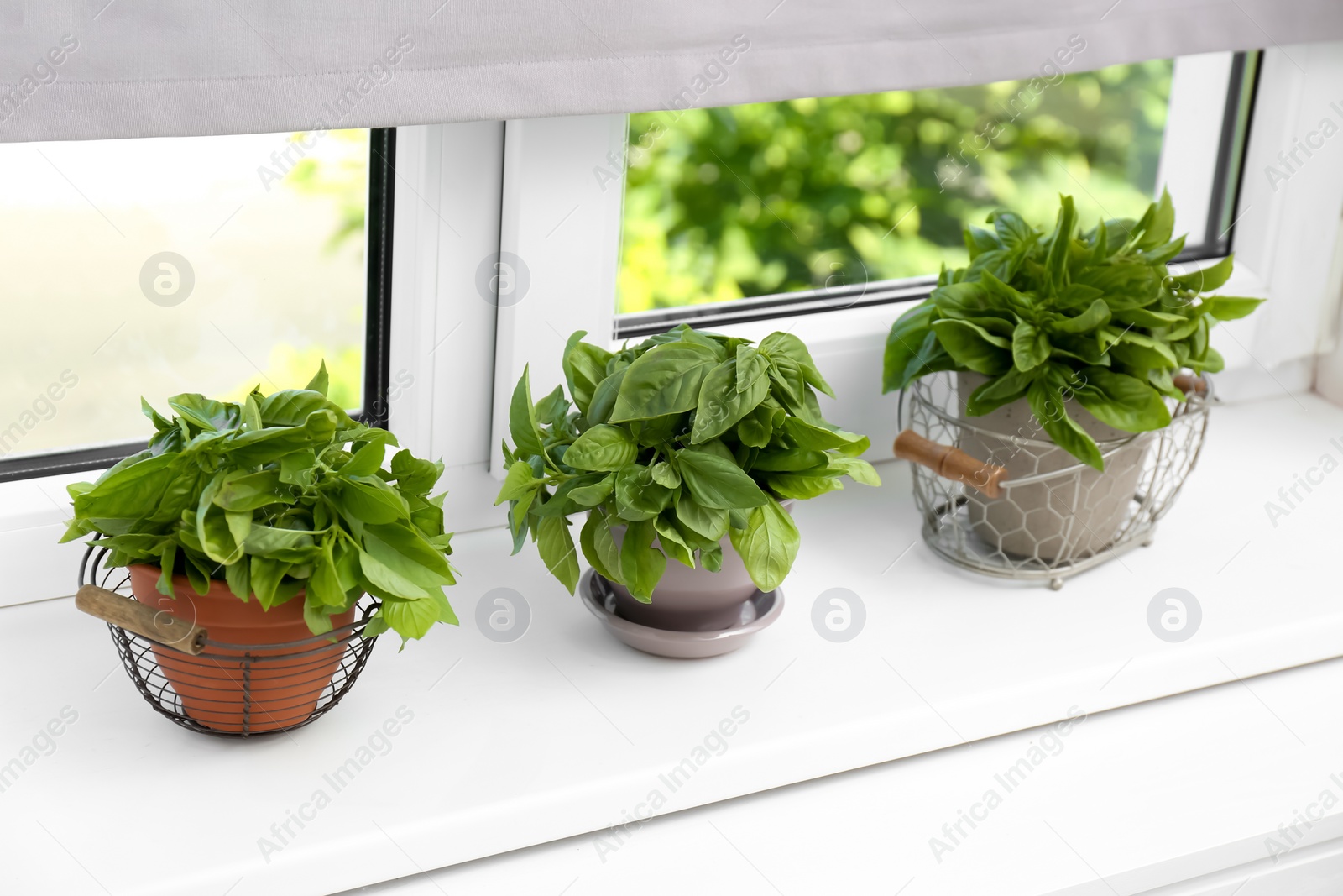 Photo of Fresh green basil in pots on white window sill