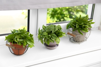 Fresh green basil in pots on white window sill