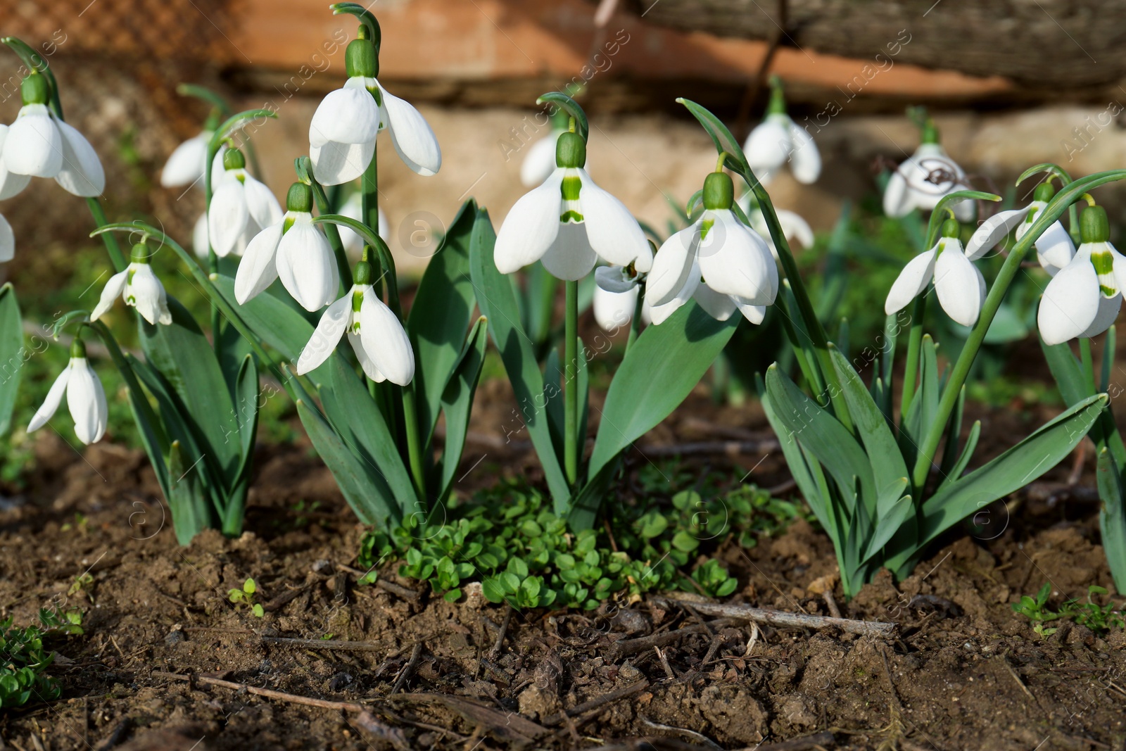 Photo of Beautiful white blooming snowdrops growing outdoors. Spring flowers