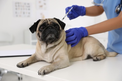 Photo of Professional veterinarian vaccinating cute pug dog in clinic, closeup