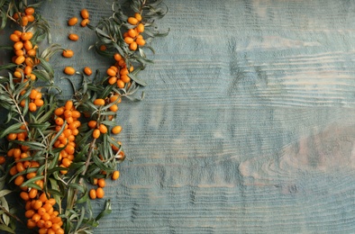 Photo of Branches of sea buckthorn on blue wooden table, flat lay. Space for text