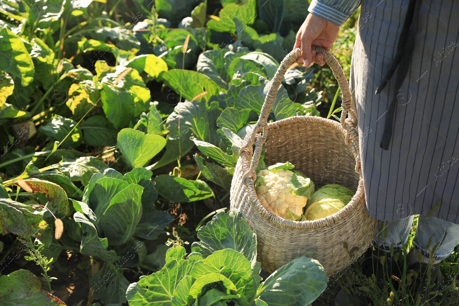 Photo of Woman harvesting fresh ripe cabbages on farm, closeup