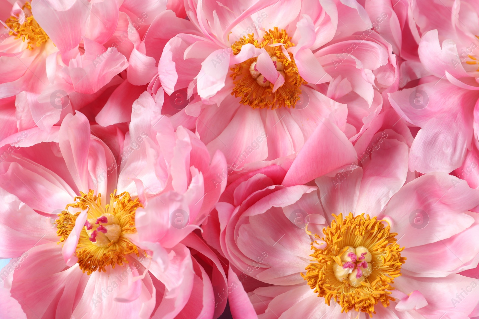 Photo of Beautiful pink peonies as background, top view