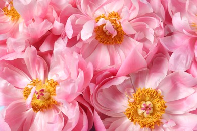 Photo of Beautiful pink peonies as background, top view