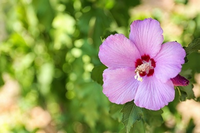 Photo of Beautiful tropical Hibiscus flower on bush outdoors