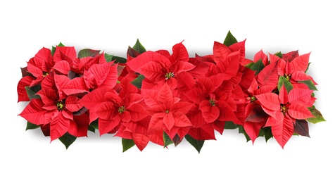 Image of Christmas traditional Poinsettia flowers on white background, top view. Banner design 