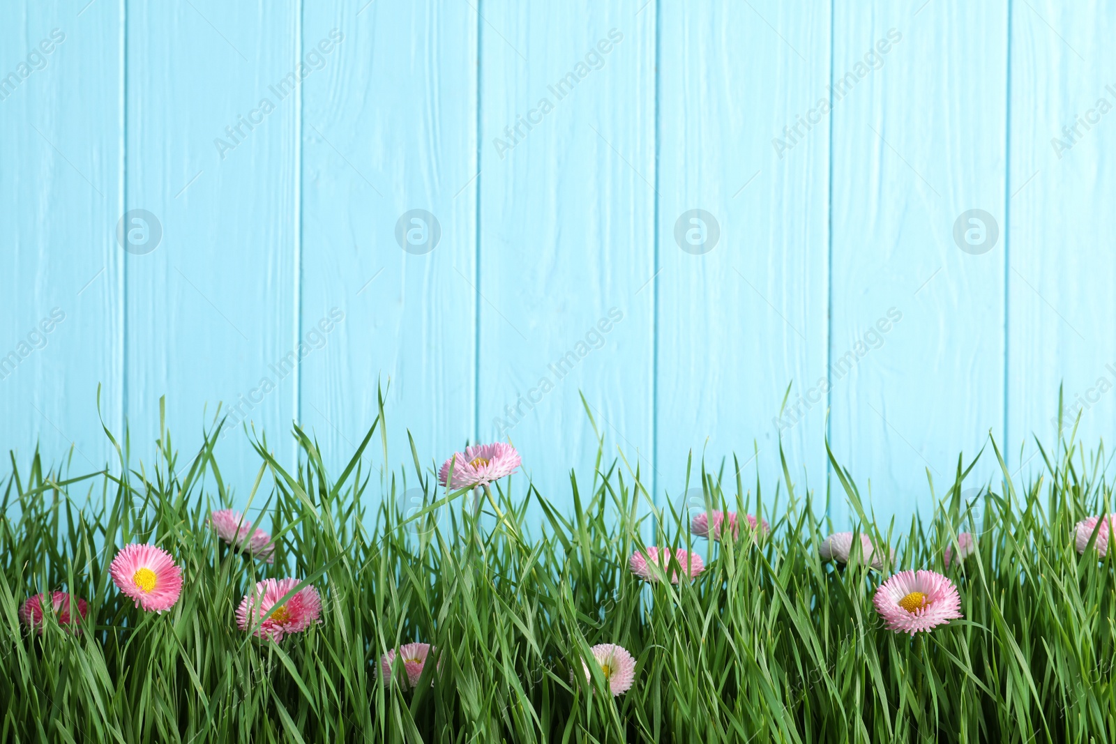 Photo of Vibrant green grass with beautiful flowers against color wooden background, space for text