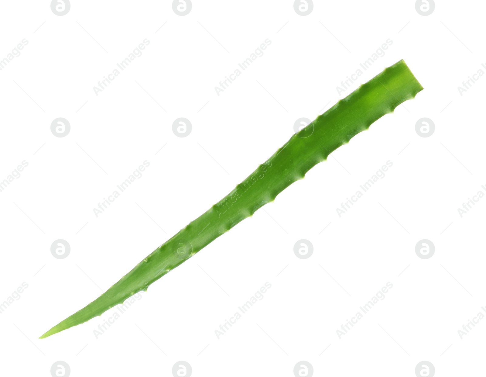 Photo of Aloe vera leaf on white background