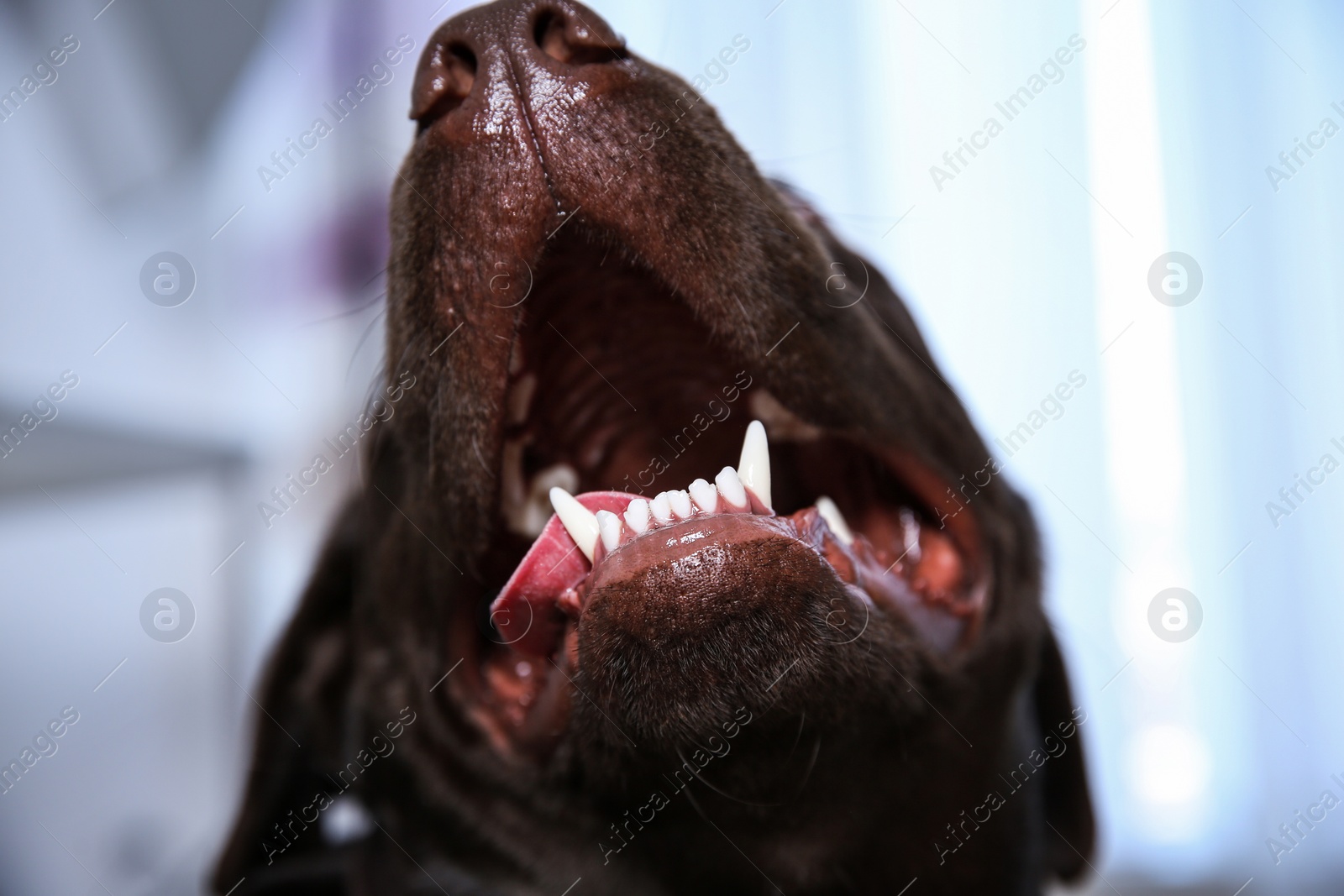 Photo of Chocolate Labrador retriever showing its teeth indoors, closeup