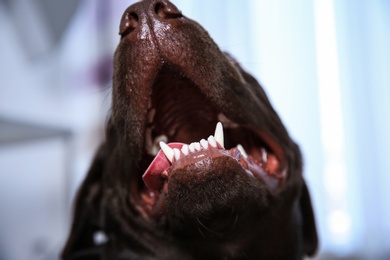 Chocolate Labrador retriever showing its teeth indoors, closeup