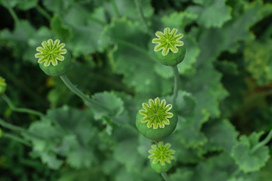 Green poppy heads growing in field, above view