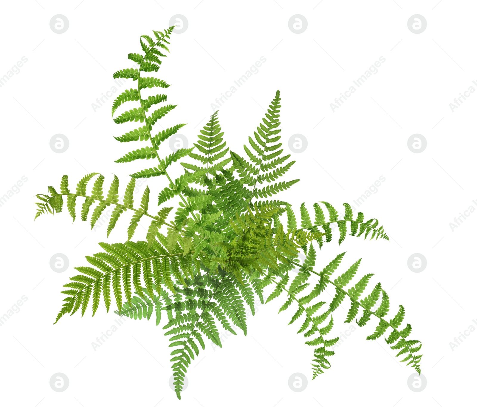 Image of Beautiful tropical fern leaves on white background