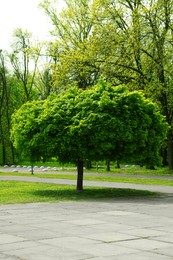 Tree with green leaves in park on sunny day