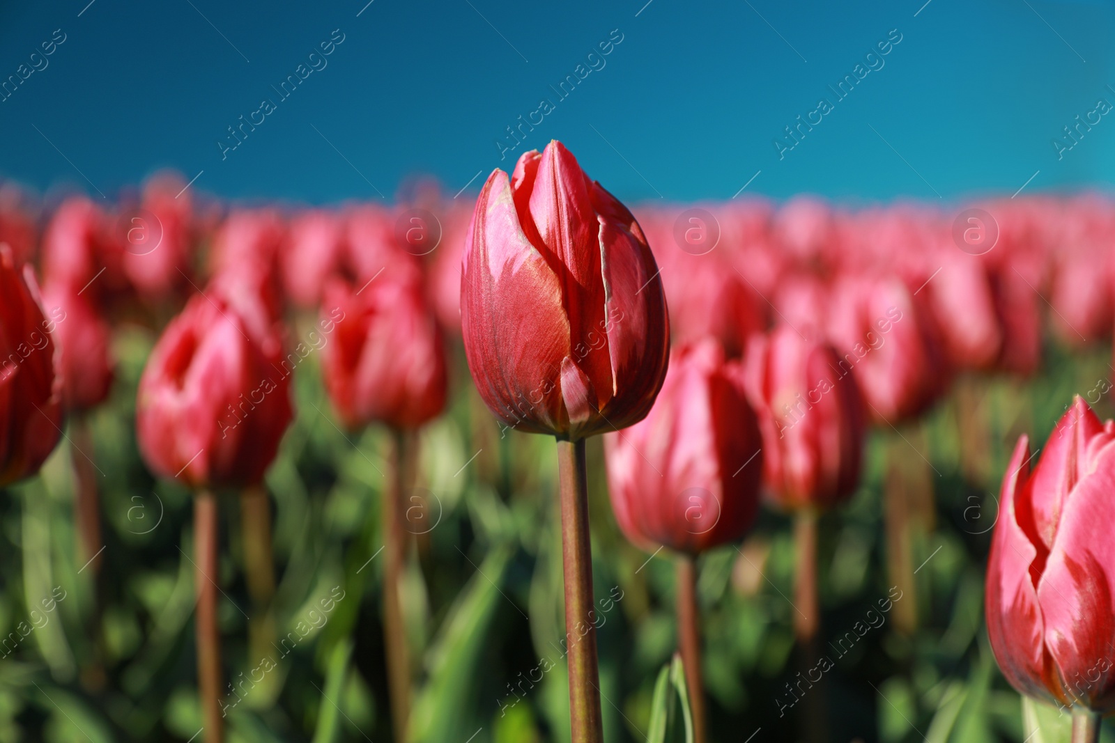 Photo of Blossoming tulips in field on sunny day, closeup