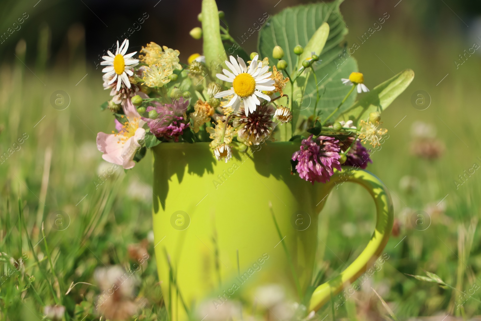 Photo of Green cup with different wildflowers and herbs in meadow on sunny day, closeup