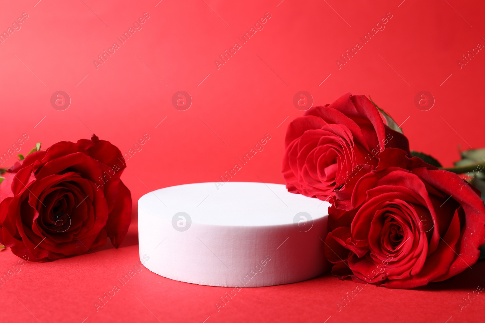 Photo of Stylish presentation for product. Round podium and beautiful roses on red background, space for text