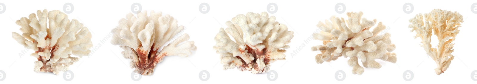 Image of Set with beautiful corals on white background. Banner design 