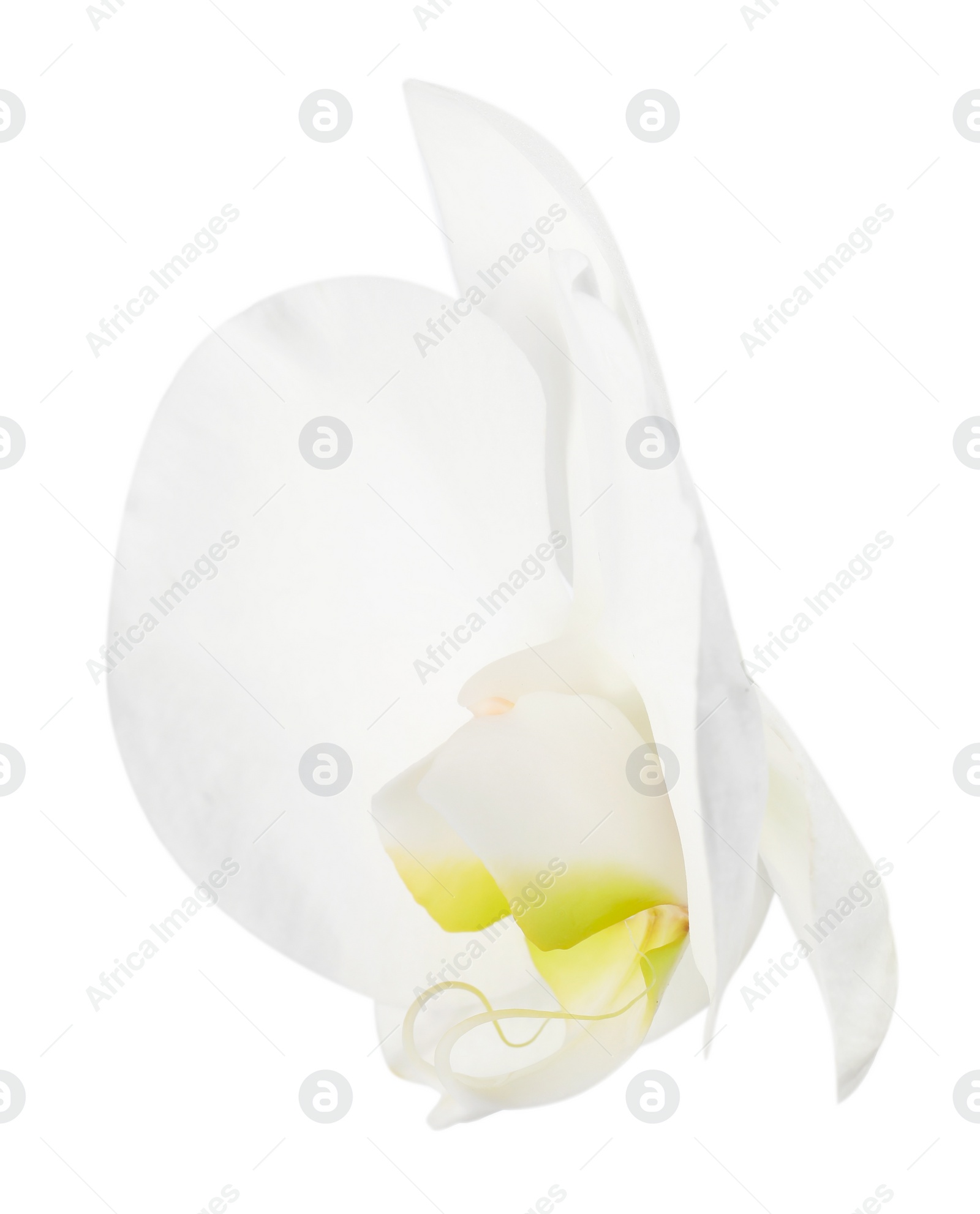 Photo of One beautiful orchid flower isolated on white