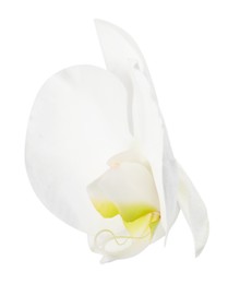 One beautiful orchid flower isolated on white