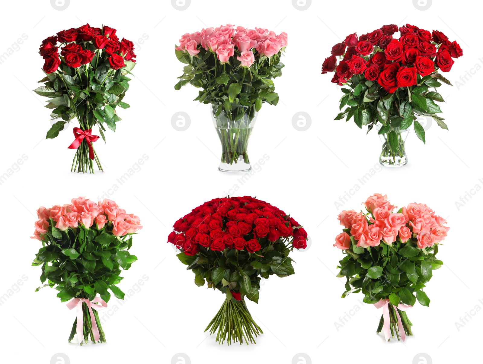 Image of Set with beautiful rose flowers on white background