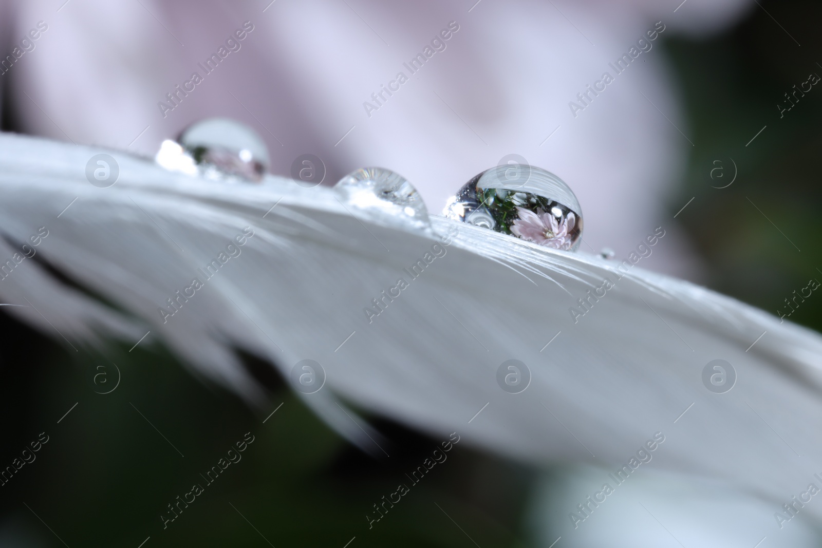 Photo of Macro photo of water drops on white feather against blurred background