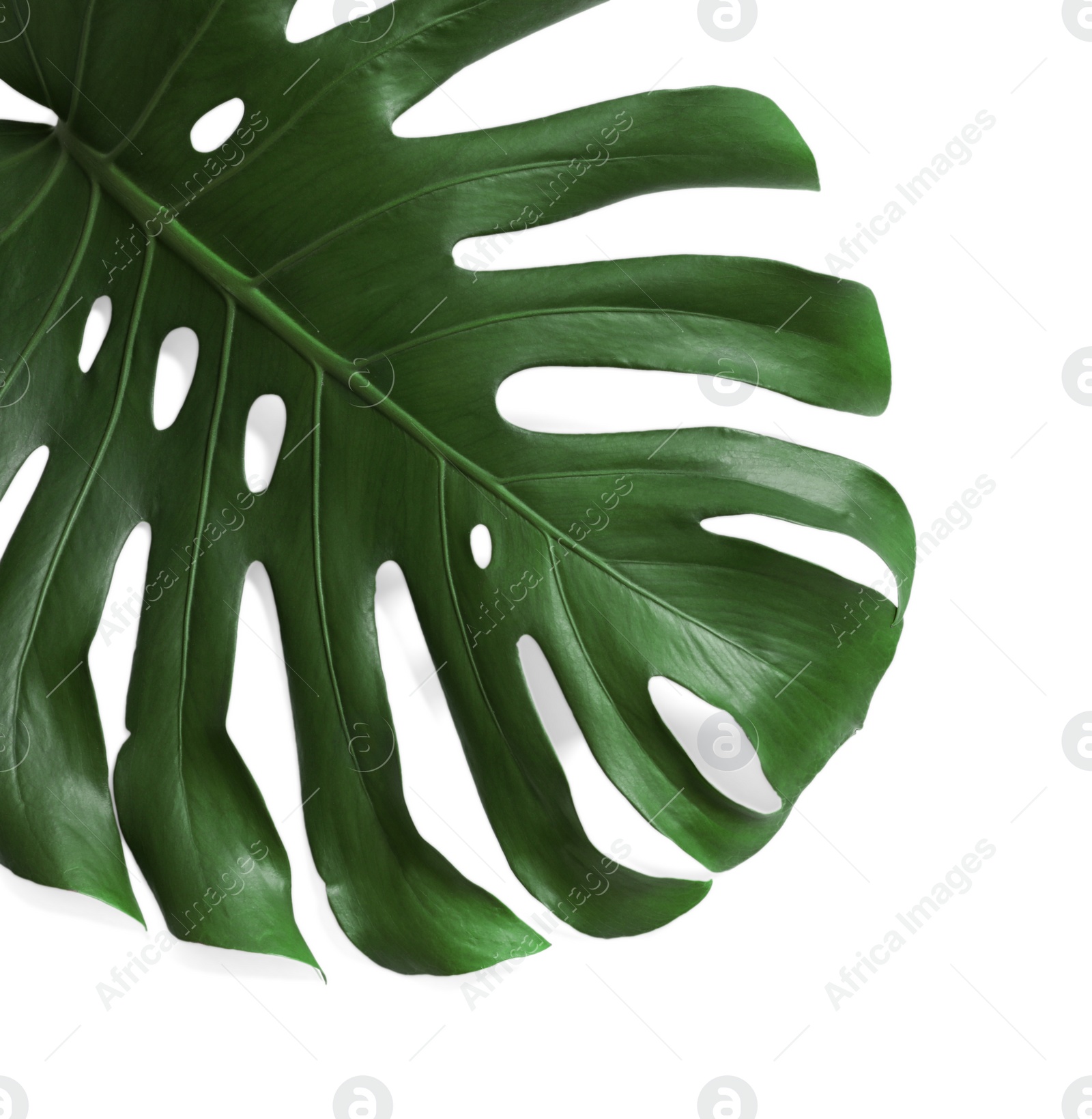 Photo of Green fresh monstera leaf on white background, top view. Tropical plant