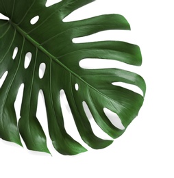 Green fresh monstera leaf on white background, top view. Tropical plant
