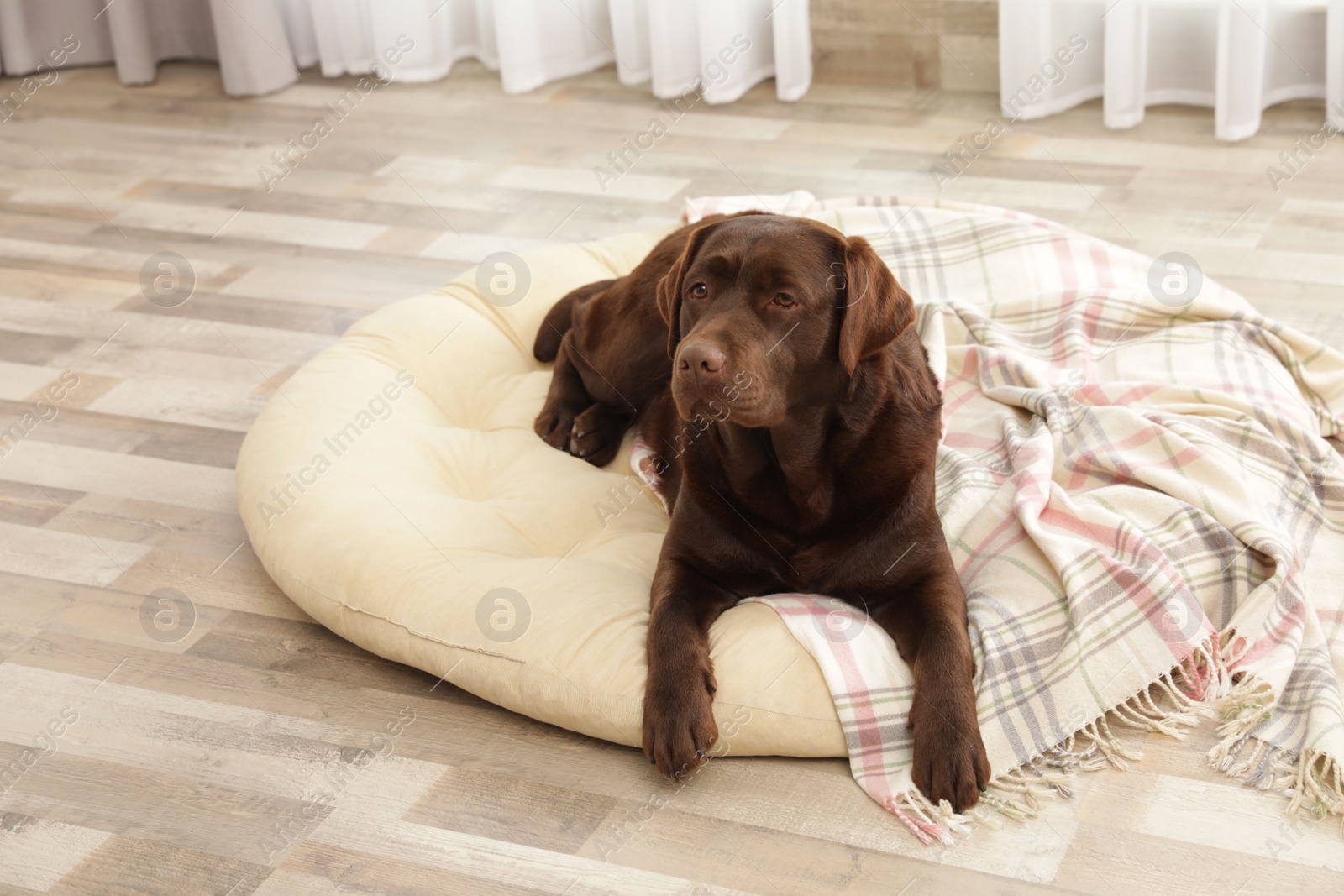 Photo of Chocolate labrador retriever on pet pillow indoors