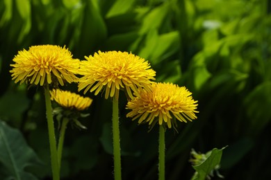 Beautiful dandelion flowers in garden, closeup. Spring season