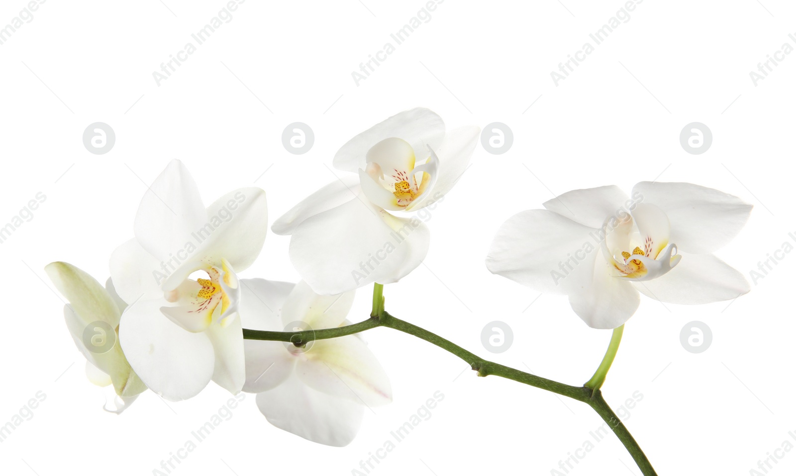 Photo of Branch with beautiful orchid flowers on white background. Tropical plant