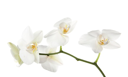 Branch with beautiful orchid flowers on white background. Tropical plant