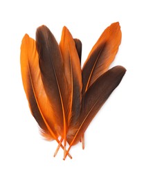 Many beautiful orange bird feathers isolated on white, top view