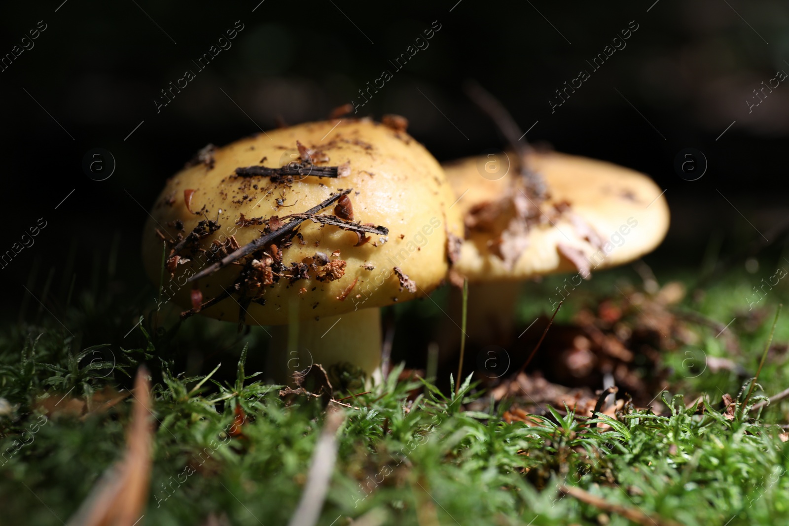 Photo of Closeup view of mushrooms growing in forest