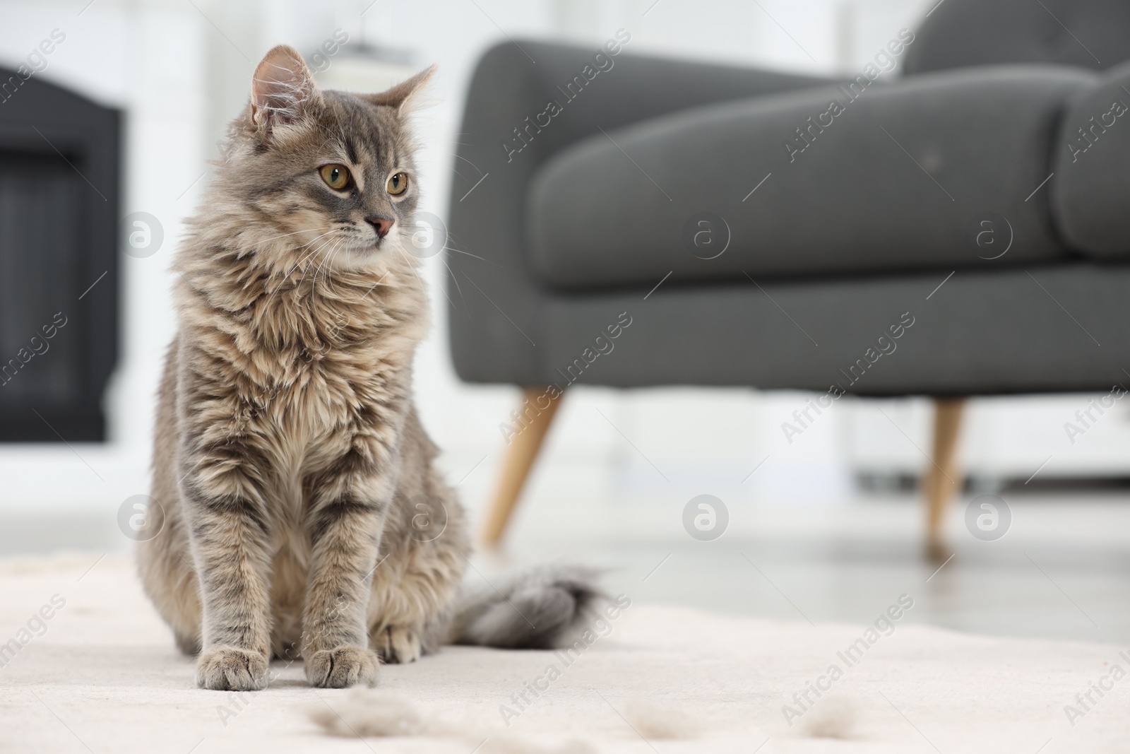 Photo of Cute cat and pet hair on carpet indoors, space for text