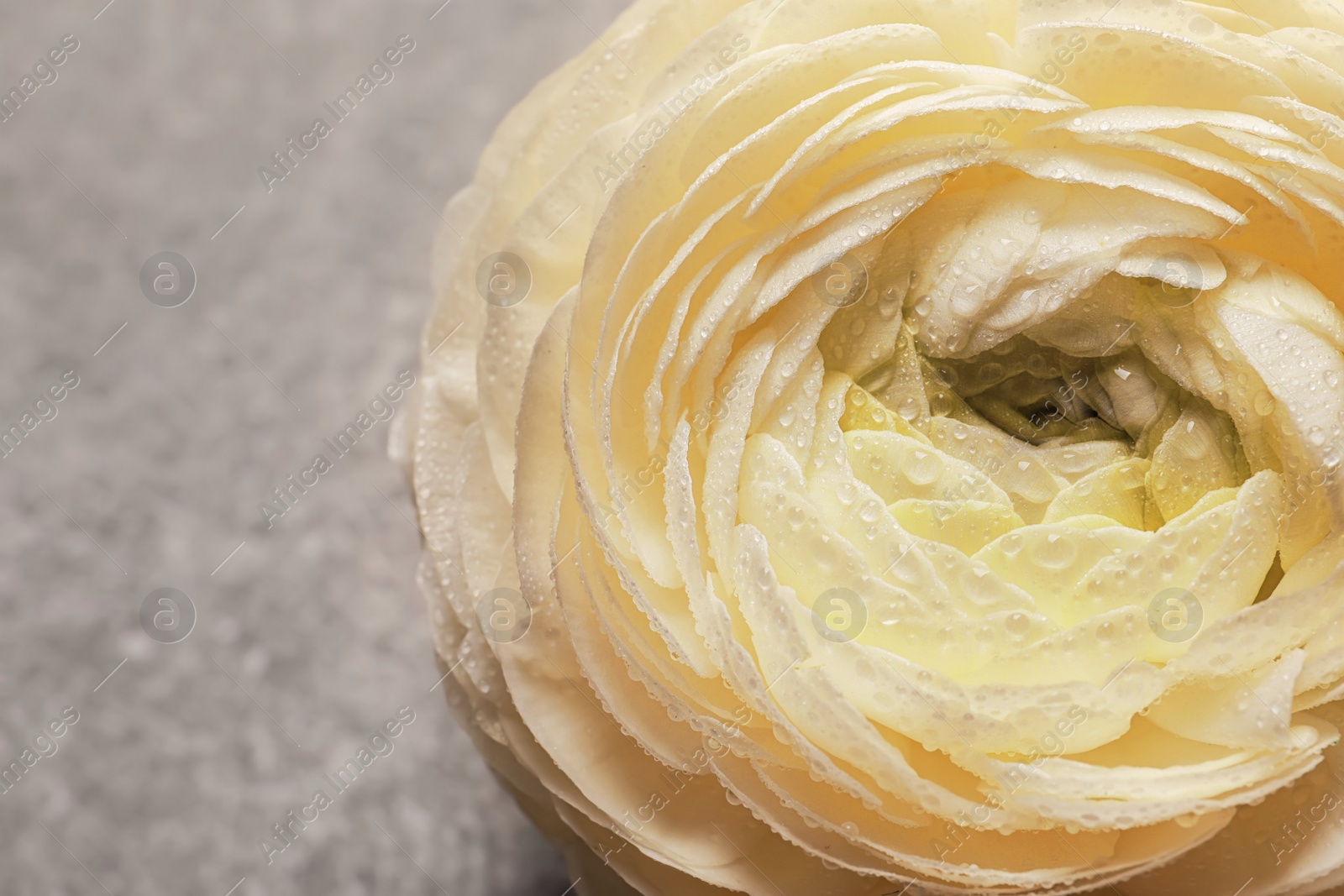 Photo of Beautiful ranunculus flower, closeup