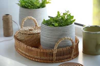 Aromatic potted oregano and stylish watering can on window sill indoors