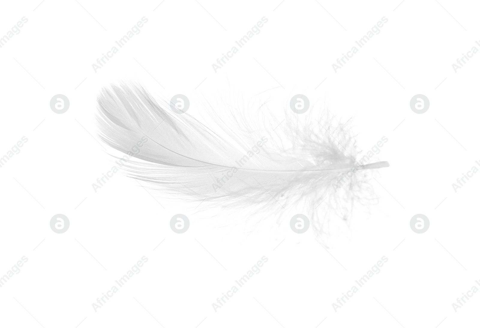 Photo of Beautiful fluffy bird feather isolated on white