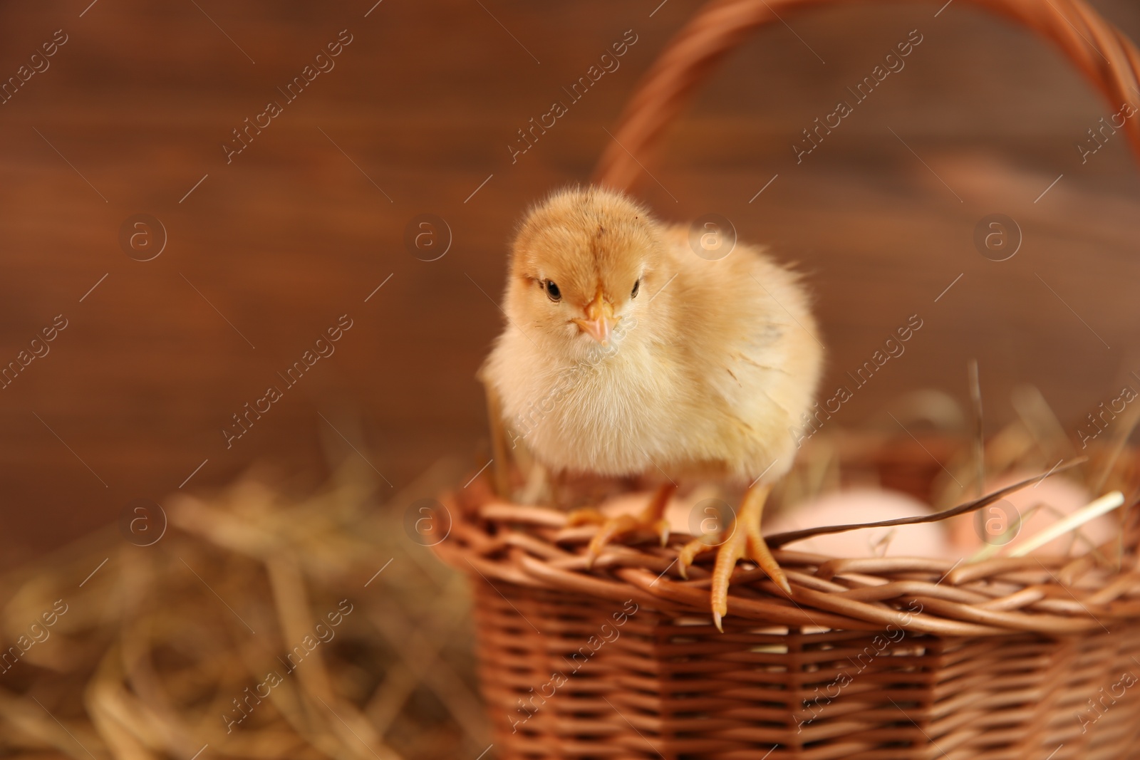 Photo of Cute chick and wicker basket on blurred background, space for text. Baby animal