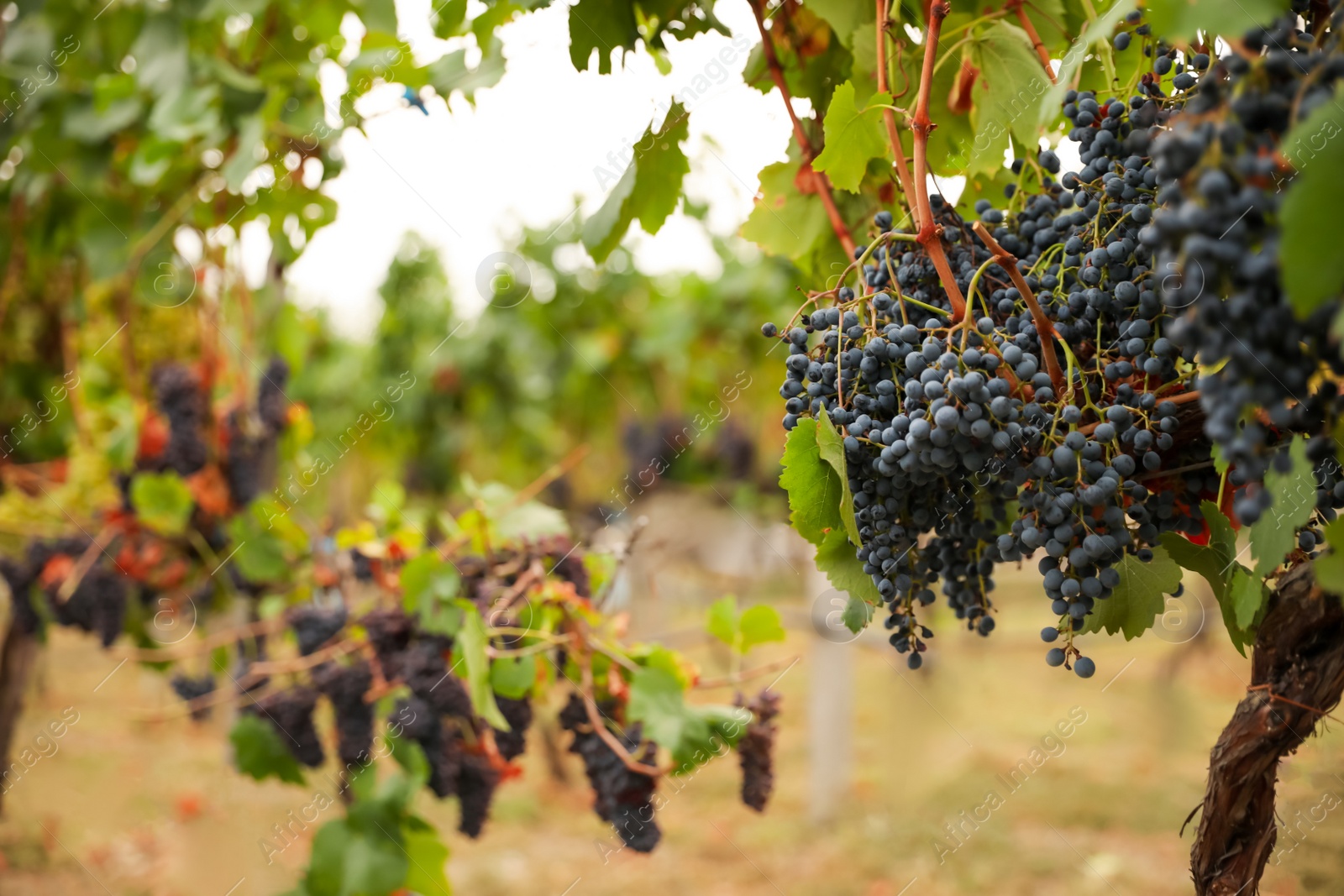 Photo of Bunch of ripe juicy grapes on branch in vineyard