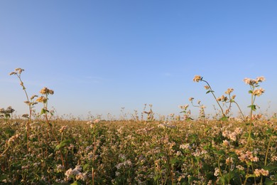 Photo of Beautiful viewbuckwheat field under blue sky