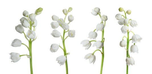 Image of Set of beautiful lily of the valley flowers on white background