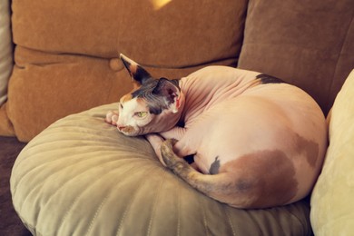 Photo of Adorable Sphynx cat lying on pillow indoors. Cute pet