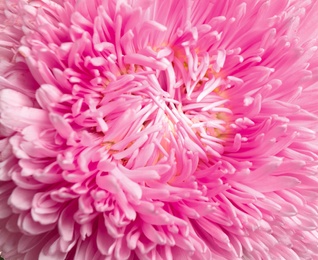 Beautiful pink aster flower on white background, closeup