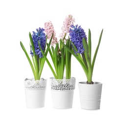 Photo of Beautiful spring hyacinth flowers isolated on white