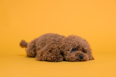 Photo of Cute Maltipoo dog on orange background. Lovely pet