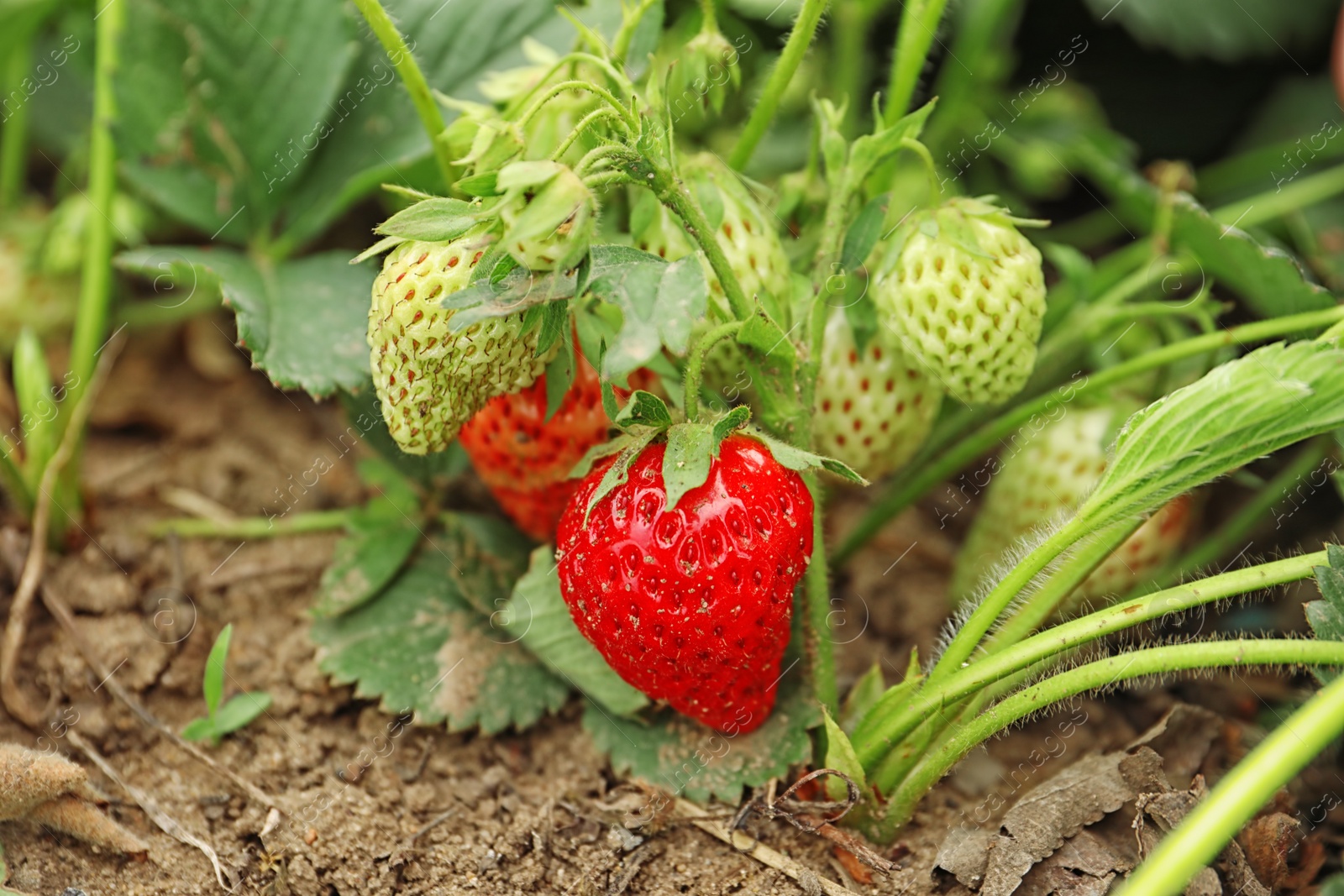 Photo of Strawberry plant with ripening berries growing in field