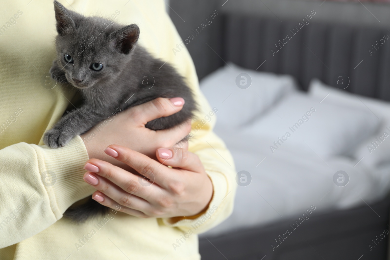 Photo of Woman with cute fluffy kitten at home, closeup. Space for text