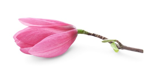 Photo of Beautiful pink magnolia flower isolated on white