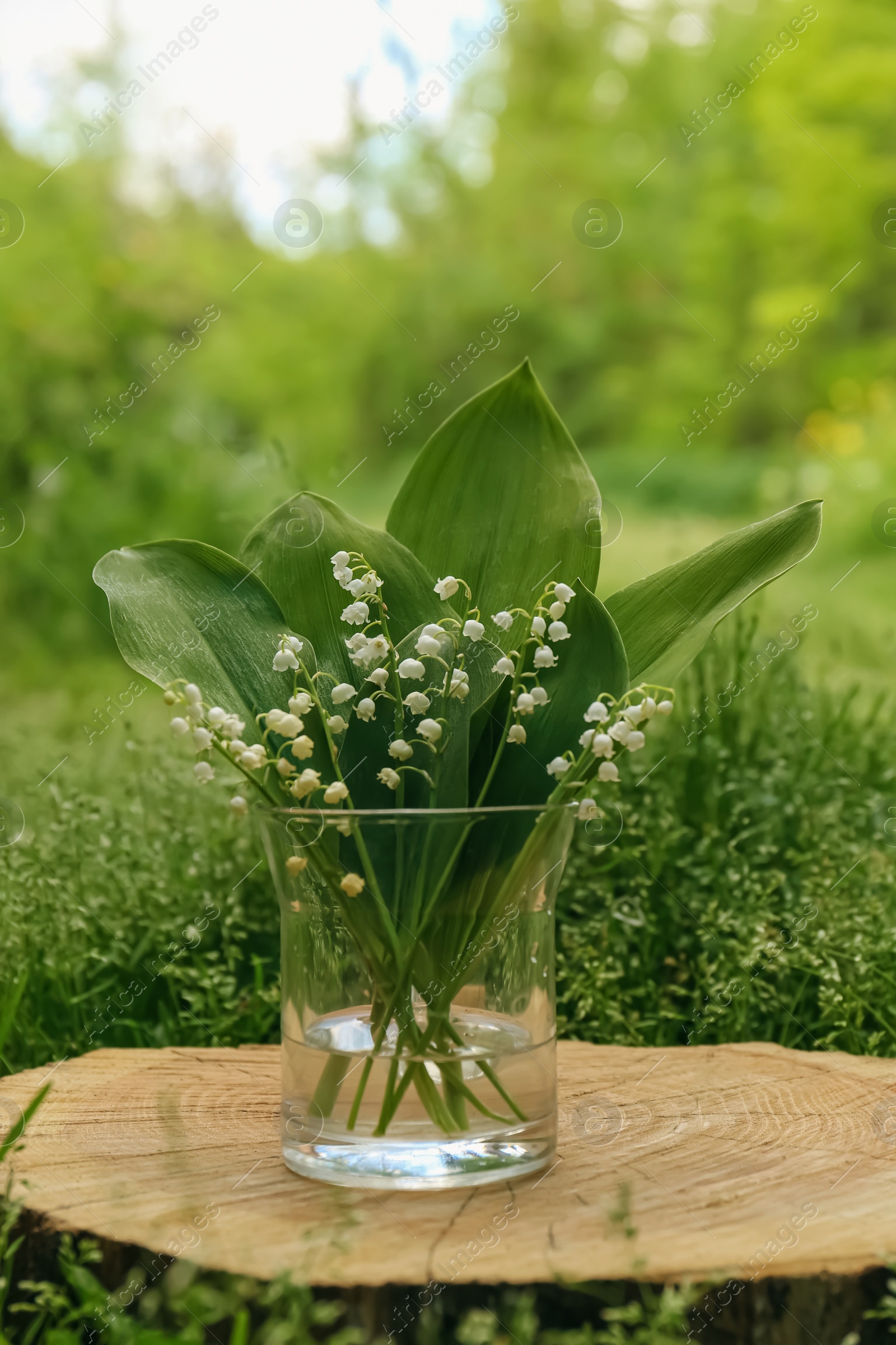 Photo of Beautiful lily of the valley flowers in glass vase on wooden stump outdoors