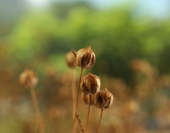 Beautiful dry flax plants against blurred background, closeup